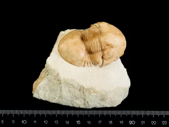 Wossekia brevispina (Krylov