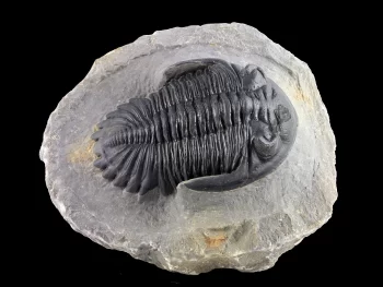 Hollardops mesocristata