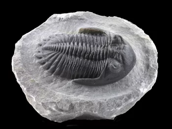 Hollardops mesocristata