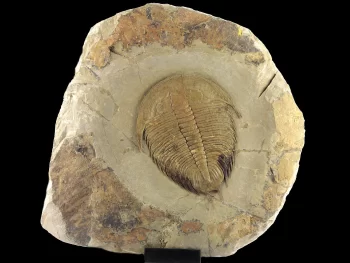 Dikelokephalina brenchleyi  (Fortey 2010)