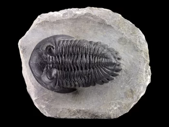 Hollardops mesocristata