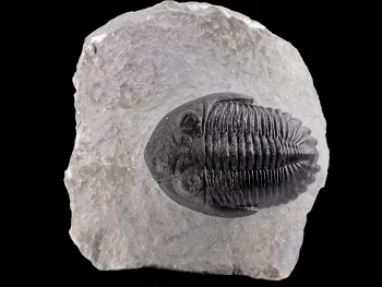 Hollardops mesocristata