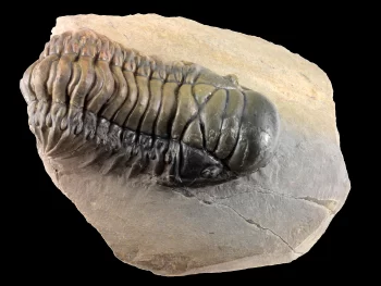 Crotalocephalina (Crotalocephalus) gibbus