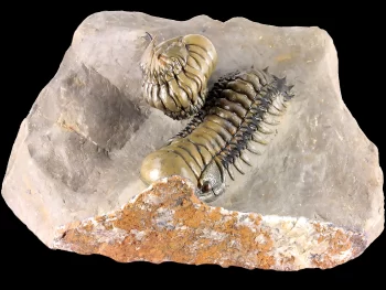 Crotalocephalina (Crotalocephalus) gibbus