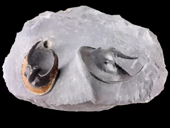 Scotoharpes sp. (original double)