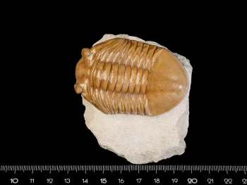 Asaphus cornutus PANDER 1830