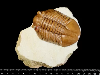 Asaphus cornutus PANDER 1830