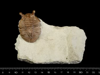 Asaphus intermedius LESSNIKOVA in BALASHOVA 1953