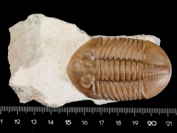 Asaphus lepidurus NIESZKOWSKI 1859