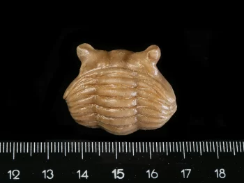 Asaphus punctatus LESSNIKOVA 1949