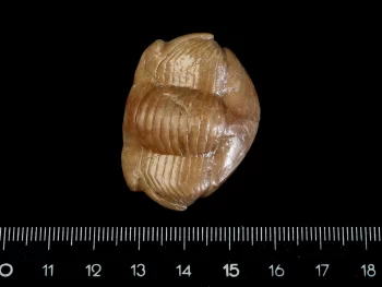 Illaenus sinuatus HOLM 1886