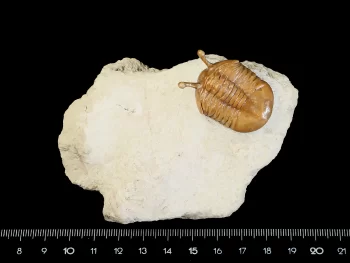 Asaphus kowalewskii LAWROW 1868