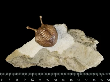 Asaphus kowalewskii LAWROW 1868