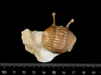 Asaphus kowalewskii LAWROW 1868