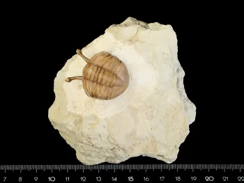 Asaphus kowalewskii LAWROW 1868