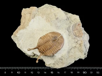 Asaphus kowalewskii LAWROW 1868