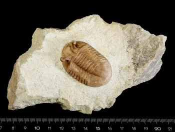 Asaphus kowalewskii LAWROW 1868