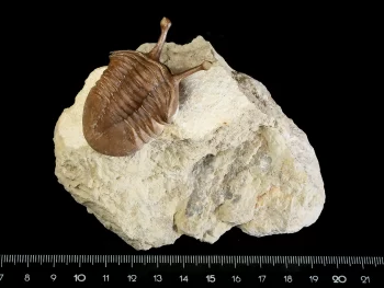 Asaphus kowalewskii LAWROW 1868