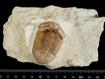 Asaphus kowalewskii LAWROW 1868