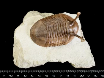 Asaphus kowalewskii LAWROW 1868