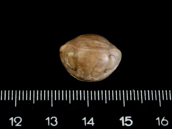 Nileus armadillo Dalman 1827