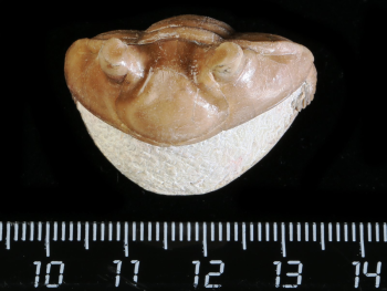 Asaphus cornutus PANDER 1830