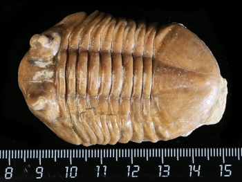 Asaphus cornutus PANDER 1830