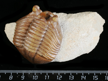 Asaphus cornutus PANDER 1830