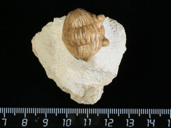 Asaphus cornutus PANDER 1830