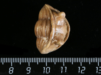 Asaphus cornutus PANDER 1830