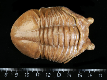 Asaphus cornutus PANDER 1830