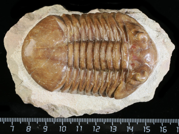 Asaphus cornutus PANDER 1830