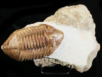 Delphasaphus delphinus (LAWROW 1856)