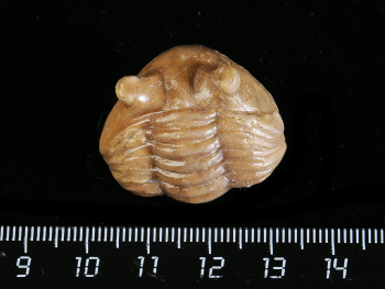 Asaphus punctatus LESSNIKOVA 1949