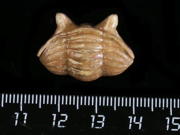 Asaphus punctatus LESSNIKOVA 1949