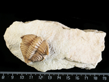 Cybele panderi SCHMIDT 1907