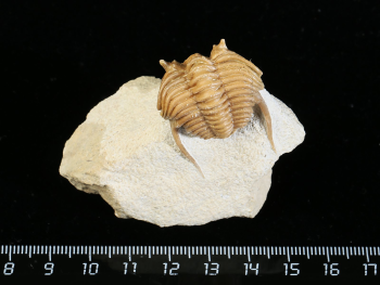 Atractopyge woerthii (EICHWALD 1840)