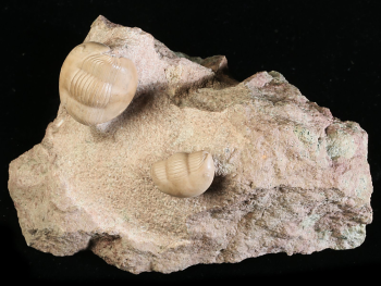 Dysplanus acutigenia JAANUSSON 1957