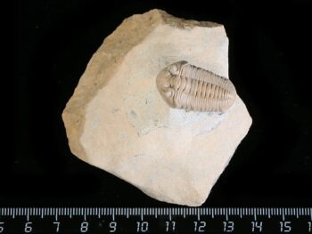 Estoniops exilis (EICHWALD 1857)