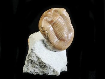 Illaenus oculosus HOLM 1886