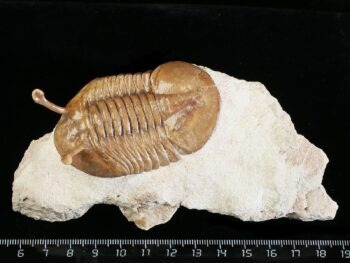 Asaphus kowalewskii LAWROW 1868