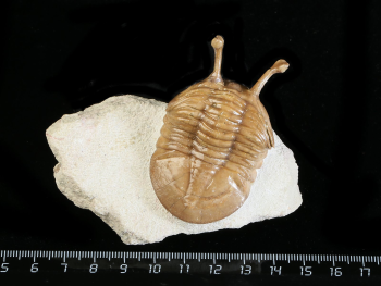 Asaphus kowalewskii LAWROW 1868