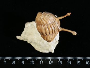 Asaphus kowalewskii LAWROW 1868