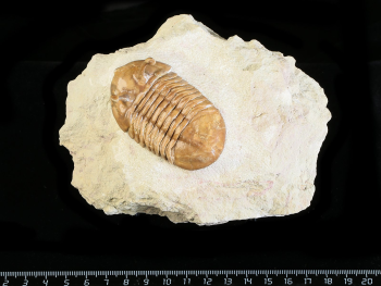 Asaphus kowalewskii LAWROW 1868