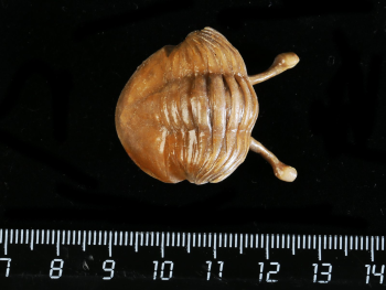 Asaphus kowalewskii LAWROW 1868