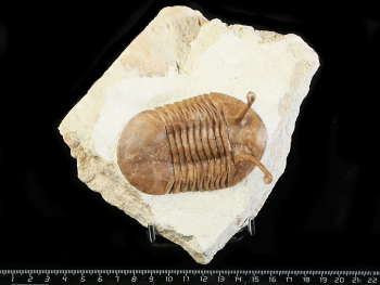 Asaphus kowalewskii LAWROW 1868