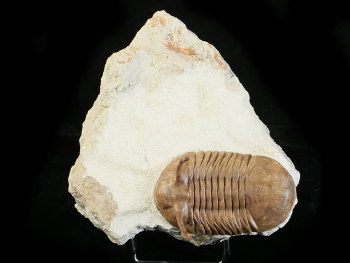 Asaphus kowalewskii LAWROW 1868