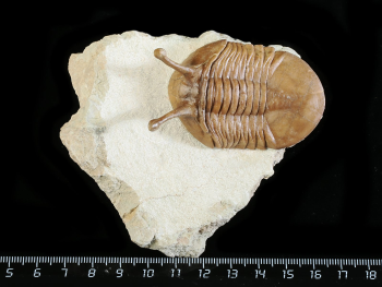 Asaphus kowalewskii LAWROW 1868