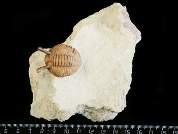 Asaphus kowalewskii LAWROW 1868