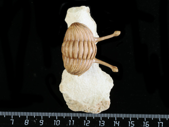 Asaphus kowalewskii LAWROW 1868